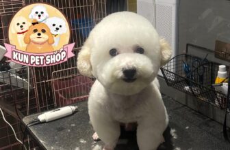 [🆕🇻🇳] KUN PET SHOP_Spa&Hotel cho thú cưng 🐶🦜 Top1Pets 🐱🐠 Hình chụp vội nên chất lượng thấp cơ mà gâu gâu chất lượng cao nhé ạ—————————————————
KUN PET Shop
Sieu thị thú cưng-Tắm & Tỉa-Khách s , shares-0✔️ , likes-1❤️️ , date-2025-06-06 21:37:42🐶🐱🇻🇳🇻🇳🇻🇳📰🆕