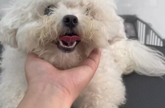 [🆕🇻🇳] MORRI Pet Care- Trung tâm thú cưng 🐶🦜 Top1Pets 🐱🐠 Cô chú thấy Chip để style Hàn Quốc có đáng eo hông ạ!!!  #thucung #Spathucung #fyp# #spachomeo #grooming #viralvideo , shares-0✔️ , likes-0❤️️ , date-2025-06-07 21:53:05🐶🐱🇻🇳🇻🇳🇻🇳📰🆕