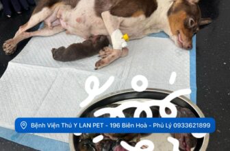 [🆕🇻🇳] Bệnh Viện Thú Y LAN PET Hà Nam 🐶🦜 Top1Pets 🐱🐠 CẤP CỨU TẠI LAN PET– Cún mẹ vỡ ối dặn mãi không được, mất sức đến ngay Lan Pet khám và chỉ định mổ. Rất may mắn cứu được mẹ và con an toàn sau rất nhiều  , shares-86✔️ , likes-4❤️️ , date-2025-06-08 02:12:42🐶🐱🇻🇳🇻🇳🇻🇳📰🆕