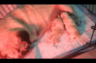 [🆕🇻🇳] Phòng Khám Thú Y NuTa 🐶🦜 Top1Pets 🐱🐠 Chào 2″thiên thần nhỏ bé”của mẹ Bò nhé__________________________________________
𝐏𝐇Ò𝐍𝐆 𝐊𝐇Á𝐌 𝐓𝐇Ú 𝐘 𝐍𝐔𝐓𝐀
: CHUYÊN: ĐIỀU TRỊ – SIÊU ÂM – XÉT NGHIỆM , shares-0✔️ , likes-0❤️️ , date-2025-06-17 05:28:21🐶🐱🇻🇳🇻🇳🇻🇳📰🆕