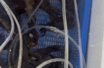 [🆕🇻🇳] TÔM HÙM KHÁNH HOÀ – Chuyên sỉ lẻ, tôm hùm sống, tôm hùm ngộp, tôm hùm cấp đông, số lượng lớn 🍔 Top1Food  🍜  , shares-5✔️ , likes-93❤️️ , date-2025-06-18 15:15:42🇻🇳🇻🇳🇻🇳📰🆕