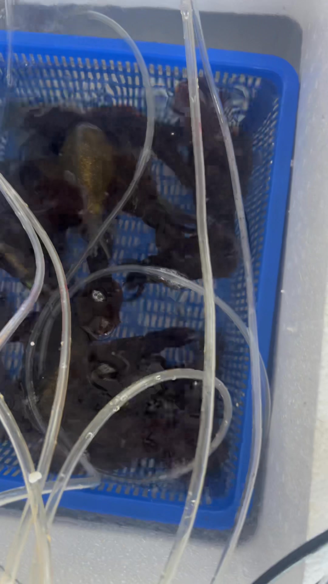 [🆕🇻🇳] TÔM HÙM KHÁNH HOÀ – Chuyên sỉ lẻ, tôm hùm sống, tôm hùm ngộp, tôm hùm cấp đông, số lượng lớn 🍔 Top1Food  🍜  , shares-5✔️ , likes-93❤️️ , date-2025-06-18 15:15:42🇻🇳🇻🇳🇻🇳📰🆕