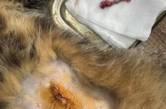 [🆕🇻🇳] Bệnh Viện Thú Y GoldenVet 🐶🦜 Top1Pets 🐱🐠 Triệt sản sẽ giúp tăng tuổi thọ của bé , giúp bé ổn định sức khoẻ và tăng cân !
————————————-
Bệnh Viện Thú Y GoldenVet.
Chuyên:
, shares-0✔️ , likes-3❤️️ , date-2025-06-23 01:12:58🐶🐱🇻🇳🇻🇳🇻🇳📰🆕