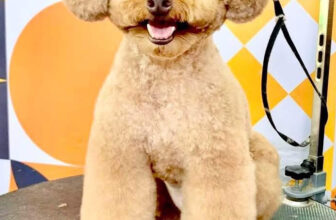 [🆕🇻🇳] Oscar Pet – Làm đẹp thú cưng – Grooming Spa & Hotel 🐶🦜 Top1Pets 🐱🐠 Mùa hè nắng mưa thất thường.
Cho các bé đi spa làm đẹp, gọn gàng sạch sẽ các tềnh yêu ơi.Oscar Petshop
Spa – Hotel For Pet
Làm Đẹp Thú Cưng-Nhận GiữCn1 , shares-0✔️ , likes-38❤️️ , date-2025-06-23 20:09:35🐶🐱🇻🇳🇻🇳🇻🇳📰🆕