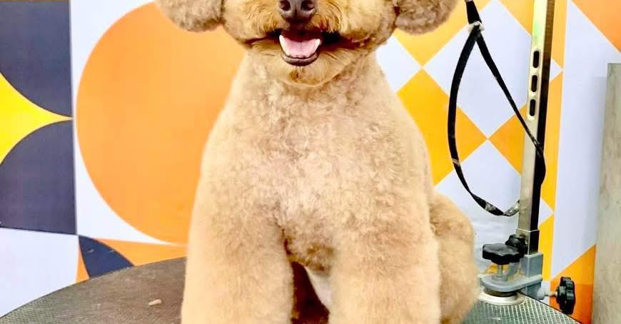 [🆕🇻🇳] Oscar Pet – Làm đẹp thú cưng – Grooming Spa & Hotel 🐶🦜 Top1Pets 🐱🐠 Mùa hè nắng mưa thất thường.
Cho các bé đi spa làm đẹp, gọn gàng sạch sẽ các tềnh yêu ơi.Oscar Petshop
Spa – Hotel For Pet
Làm Đẹp Thú Cưng-Nhận GiữCn1 , shares-0✔️ , likes-38❤️️ , date-2025-06-23 20:09:35🐶🐱🇻🇳🇻🇳🇻🇳📰🆕