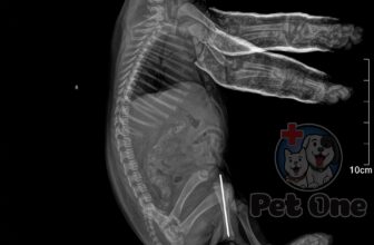 [🆕🇻🇳] Phòng Khám Thú Y Pet One  (CN Quận Tân Phú) 🐶🦜 Top1Pets 🐱🐠  𝐂𝐇𝐎́ 𝐂𝐎𝐍 𝐆𝐀̃𝐘 𝐗𝐔̛𝐎̛𝐍𝐆 𝐂𝐇𝐀̂𝐍 – Đ𝐔̛̀𝐍𝐆 𝐂𝐇𝐔̉ 𝐐𝐔𝐀𝐍!
Một cú ngã nhẹ, một pha nhảy cao bất cẩn – tưởng chừng vô hại nhưng có thể khiến bé cún yêu bị gãy xương  , shares-0✔️ , likes-6❤️️ , date-2025-06-26 23:56:25🐶🐱🇻🇳🇻🇳🇻🇳📰🆕