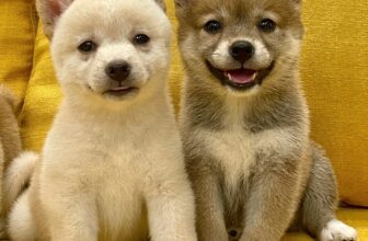 [🆕🇻🇳] Pel Pet Town 🐶🦜 Top1Pets 🐱🐠 Shiba maru
#nhatrang
#shiba
, shares-1✔️ , likes-1❤️️ , date-2025-06-23 18:35:23🐶🐱🇻🇳🇻🇳🇻🇳📰🆕