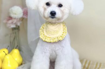 [🆕🇻🇳] Coca Pet Grooming – Chuyên tắm, cắt tỉa, vệ sinh, phụ kiện, thức ăn thú cưng 🐶🦜 Top1Pets 🐱🐠 2 cục bông to toQuý khách cần tư vấn và đặt lịch sử dụng dịch vụ cho Boss thì liên hệ với chúng em nha! ——————
Thông tin liên hệ :  Hotline  , shares-10✔️ , likes-6❤️️ , date-2025-06-27 22:43:32🐶🐱🇻🇳🇻🇳🇻🇳📰🆕