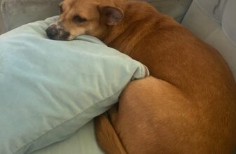 [🆕🇻🇳] PetPaw Pet Shop 🐶🦜 Top1Pets 🐱🐠 Bóng lưỡng mấy a ex rất thíc :))))) #petpaw #petshop #pets #happypetmark
, shares-0✔️ , likes-2❤️️ , date-2025-06-25 18:15:25🐶🐱🇻🇳🇻🇳🇻🇳📰🆕