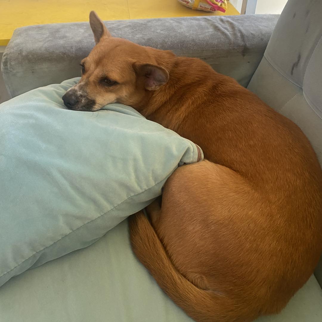 [🆕🇻🇳] PetPaw Pet Shop 🐶🦜 Top1Pets 🐱🐠 Bóng lưỡng mấy a ex rất thíc :))))) #petpaw #petshop #pets #happypetmark
, shares-0✔️ , likes-2❤️️ , date-2025-06-25 18:15:25🐶🐱🇻🇳🇻🇳🇻🇳📰🆕