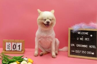 [🆕🇻🇳] U Mê Pet Shop – Dịch Vụ SPA & HOTEL Cao Cấp Quận 11 🐶🦜 Top1Pets 🐱🐠 Mùng 1 trộm vía gặp khách dễ thương cực kì
—————————————-
U MÊ PET – Spa & Hotel
Zalo: 0357 350 350
Địa chỉ: 257/10 Tạ Uyên, P.7 Q.11 TP.HCM
Giờ mở cử , shares-1✔️ , likes-5❤️️ , date-2025-07-02 02:11:11🐶🐱🇻🇳🇻🇳🇻🇳📰🆕