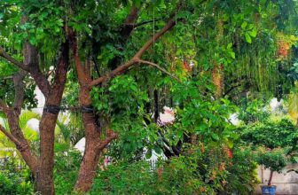 [🆕🇻🇳] Tổng Kho Sỉ Quảng Châu Kim Huệ 👕 Top1Fashion 👗  Mời cả nhà ngắm Lộc Vừng nhà em nha, Chúc các Bác cả tháng đỏ như hoa Lộc Vừng  đỏ rực rỡ, đỏ may mắn , shares-0✔️ , likes-0❤️️ , date-2025-06-25 13:59:41🇻🇳🇻🇳🇻🇳📰🆕