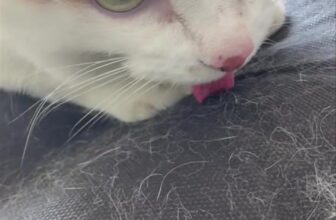 [🆕🇻🇳] Dr.Thảo pet care 🐶🦜 Top1Pets 🐱🐠 Khó thở do tích dịch xoang ngực : Bé mèo được 13 năm tuổi,  đã mang đến phòng khám tới tình trạng khó thở , thở hổn hển , nhiệt độ bình thường , không ăn m , shares-0✔️ , likes-4❤️️ , date-2025-06-28 04:40:20🐶🐱🇻🇳🇻🇳🇻🇳📰🆕