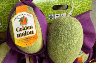 [🆕🇻🇳] Green World Fruit – Thế giới trái cây sạch 🍔 Top1Food  🍜  DƯA LƯỚI ĐÀI GOLDEN ĐỨT HÀNG NAY MỚI VỀ LẠI  NHANH TAY CẢ NHÀ ƠI
CUỐNG XANH TƯƠI VỎ MỎNG, CỨNG GIÒN, NGỌT LỊM TƯƠM MẬT
GIÁ #129k/KGDưa lưới Đài Loan c , shares-0✔️ , likes-0❤️️ , date-2025-07-23 15:59:04🇻🇳🇻🇳🇻🇳📰🆕