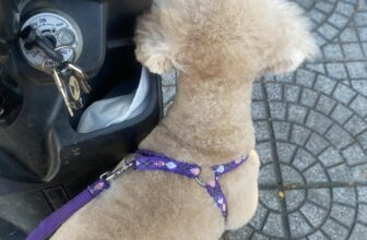 [🆕🇻🇳] An An PetStore 🐶🦜 Top1Pets 🐱🐠 Combo Cho em ấy
, shares-0✔️ , likes-0❤️️ , date-2025-07-06 18:00:31🐶🐱🇻🇳🇻🇳🇻🇳📰🆕