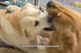 [🆕🇻🇳] Juli Pet Salon – Nha Trang 🐶🦜 Top1Pets 🐱🐠  , shares-0✔️ , likes-0❤️️ , date-2025-06-29 00:55:45🐶🐱🇻🇳🇻🇳🇻🇳📰🆕