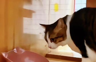 [🆕🇻🇳] Pet Shop Quận 10- Siêu Thị Thú Cưng Hachiko 459 Bà Hạt 🐶🦜 Top1Pets 🐱🐠 Đi nhà trẻ ở Hachiko các bé kiểu!
Sạch
Yên tĩnh
Riêng tư
Dịu dàng
Chăm sóc
An tâm
Hachiko luôn theo dõi tính cách từng bé để nhẹ nhàng, giúp các bé đỡ sợ,  , shares-0✔️ , likes-0❤️️ , date-2025-07-07 17:58:30🐶🐱🇻🇳🇻🇳🇻🇳📰🆕