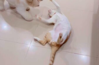 [🆕🇻🇳] TOM TEP PET 🐶🦜 Top1Pets 🐱🐠 TOM TEP PET ngôi nhà thứ 2 cho các bé 4 chân   #hotelthucung #luutruchomeo , shares-0✔️ , likes-0❤️️ , date-2025-07-04 03:09:56🐶🐱🇻🇳🇻🇳🇻🇳📰🆕