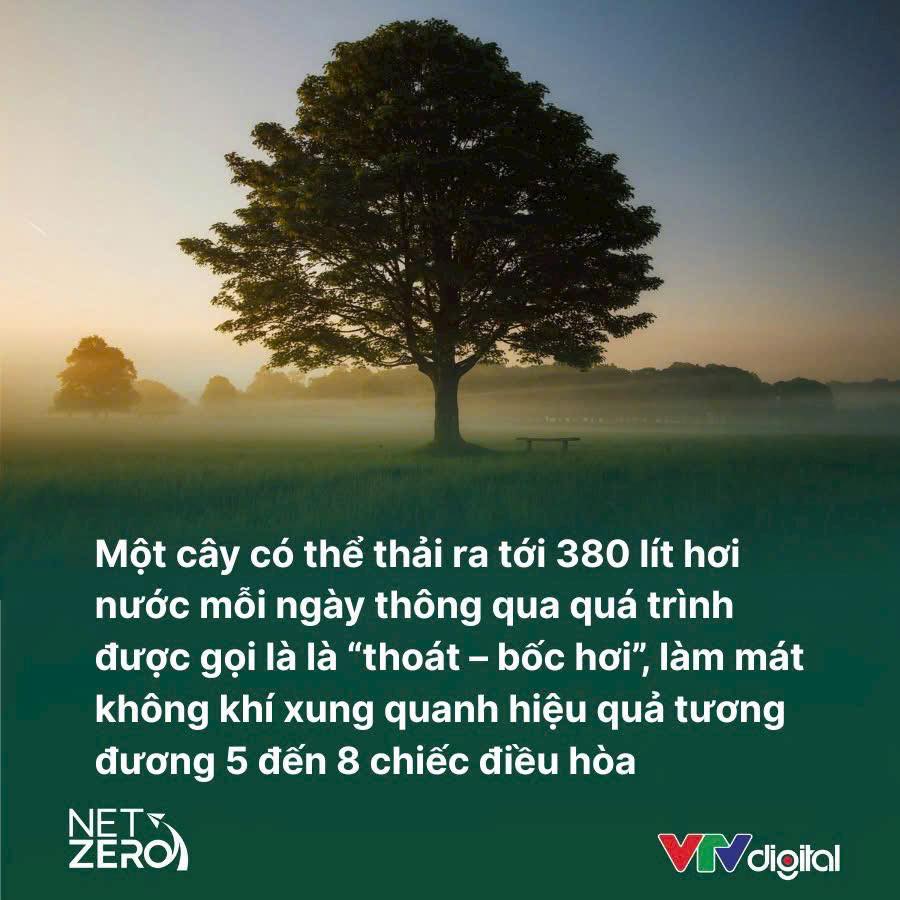 [🆕🇻🇳] POLKAHOLICS – Cửa hàng quần áo nữ 👕 Top1Fashion 👗  Một cây trưởng thành có thể giải phóng tới 380 lít hơi nước mỗi ngày thông qua quá trình gọi là thoát – bốc hơi (evapotranspiration). Khi nước di chuyển từ , shares-1✔️ , likes-4❤️️ , date-2025-07-03 15:32:13🇻🇳🇻🇳🇻🇳📰🆕