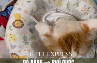 [🆕🇻🇳] Vận chuyển thú cưng toàn quốc ATI Pet Express 🐶🦜 Top1Pets 🐱🐠 Ảnh đẹp trai mà ảnh nhát  , shares-0✔️ , likes-0❤️️ , date-2025-07-02 17:56:31🐶🐱🇻🇳🇻🇳🇻🇳📰🆕
