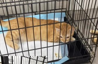 [🆕🇻🇳] BOX VET- PK Thú Y, Spa&Grooming, Petshop 🐶🦜 Top1Pets 🐱🐠 Cam này an ủi cam kia, ai rồi cũng phải tịnh thân thôi—
𝗕𝗢𝗫 𝗩𝗘𝗧- 𝗣𝗞 𝗧𝗵𝘂́ 𝗬, 𝗦𝗽𝗮&𝗚𝗿𝗼𝗼𝗺𝗶𝗻𝗴, 𝗣𝗲𝘁𝘀𝗵𝗼𝗽
C4-06 Đường DA1–1, Khu Phố 3,P.Mỹ Phước,Bến Cát(gần v , shares-0✔️ , likes-0❤️️ , date-2025-07-05 17:34:27🐶🐱🇻🇳🇻🇳🇻🇳📰🆕