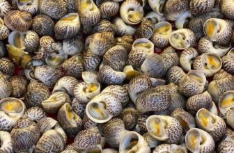 [🆕🇻🇳] Nhà Hàng Ốc Thuỷ Hải Sản – Chế biến sẵn, Ship và ăn tại chỗ 0327.514.686 🍔 Top1Food  🍜 ỐC BÔNG đông lạnh giá chỉ ==> 160K / KG
Ốc Bông ngon đỉnh của chóp luôn, chế biến cùng các loại sốt trứng muối, xào me, xào dừa, xào bơ tỏi tuyệt vời luôn  , shares-0✔️ , likes-0❤️️ , date-2025-07-25 18:28:18🇻🇳🇻🇳🇻🇳📰🆕