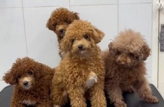 [🆕🇻🇳] Thú Y Hoàng Bảo – Siêu Thị Thú Cưng 🐶🦜 Top1Pets 🐱🐠 Rối lông ah yên tâm nha vì đã co tụi e lo
Chỉ 1 nốt nhạc la có ngay 1 nhan sắc mới liềnTiktok: thuyhoangbao?_t=ZS-8vfGzAkJn06&_r=1
Shopee:
Website:
, shares-0✔️ , likes-0❤️️ , date-2025-07-07 18:54:50🐶🐱🇻🇳🇻🇳🇻🇳📰🆕