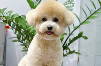 [🆕🇻🇳] Đông Anh Grooming-Cắt Tỉa Lông Thú Cưng 🐶🦜 Top1Pets 🐱🐠  𝐔̛𝐔 Đ𝐀̃𝐈 𝐓𝐇𝐀́𝐍𝐆 𝟕 𝐂𝐔̛̣𝐂 𝐇𝐎𝐓 𝐓𝐔̛̀ 10/𝟎𝟕 – 20/𝟎𝟕𝗚𝗶𝗮̉𝗺 𝟭𝟬% 𝘁𝗼̂̉𝗻𝗴 𝗵𝗼𝗮́ đ𝗼̛𝗻 𝗰𝗵𝗼 𝗸𝗵𝗮́𝗰𝗵 𝗵𝗮̀𝗻𝗴 𝗺𝗼̛́𝗶 𝗹𝗮̂̀𝗻 đ𝗮̂̀𝘂 đ𝗲̂́𝗻 𝘁𝗶𝗲̣̂𝗺
𝗧𝗮̣̆𝗻𝗴 𝘀𝗼̂̉ 𝗴𝗶𝘂𝗻 𝗺𝗶𝗲̂̃𝗻 𝗽𝗵𝗶́ , shares-10✔️ , likes-2❤️️ , date-2025-07-08 00:56:27🐶🐱🇻🇳🇻🇳🇻🇳📰🆕