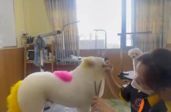 [🆕🇻🇳] Gia Khanh Pets – Nơi thú cưng của bạn được quan tâm hơn 🐶🦜 Top1Pets 🐱🐠  **”Boss đẹp – Sen vui – Ghé Gia Khanh là chuẩn bài!”**
**Gia Khanh Pets – Thiên đường chăm sóc thú cưng tại Cao Lãnh!
**Bạn muốn boss cưng của mình:
Lô , shares-0✔️ , likes-0❤️️ , date-2025-07-05 16:37:18🐶🐱🇻🇳🇻🇳🇻🇳📰🆕
