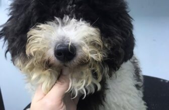 [🆕🇻🇳] Thú Y Ốc Nhỏ – 384 Nguyễn Chí Thanh. Quận 10 🐶🦜 Top1Pets 🐱🐠 Cuối tuần hớt lông gì chưa người đẹp————————————————–
#thuyocnho #thuyquan10 #thucanchothucung #phongkhamthuy
Phòng k , shares-0✔️ , likes-1❤️️ , date-2025-07-05 17:50:48🐶🐱🇻🇳🇻🇳🇻🇳📰🆕