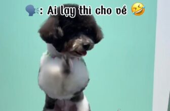 [🆕🇻🇳] LIO HOME PET 🐶🦜 Top1Pets 🐱🐠 Lạy quá trời lạy rồi, bã cưng gì đâu  , shares-0✔️ , likes-0❤️️ , date-2025-07-07 22:41:44🐶🐱🇻🇳🇻🇳🇻🇳📰🆕