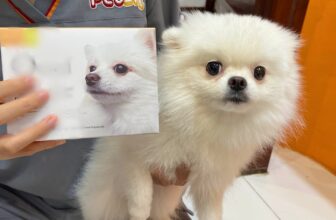 [🆕🇻🇳] Pet5H Veterinary System – Hệ Thống Thú Y Pet5H 🐶🦜 Top1Pets 🐱🐠 Yêu cầu nhãn hàng thanh toán cát-xê cho Parker bằng xúc xích và pate đầy đủ nhá
—
Make sure the brand pays Parker’s full talent fee in sausages and pâté , shares-2✔️ , likes-10❤️️ , date-2025-07-10 20:19:10🐶🐱🇻🇳🇻🇳🇻🇳📰🆕