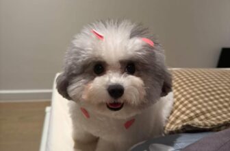 [🆕🇻🇳] Teddy Pet – Tiệm Chăm Sóc Thú Cưng 🐶🦜 Top1Pets 🐱🐠 Cuối tuần rùi book lịch đi làm đẹp thuii
, shares-4✔️ , likes-2❤️️ , date-2025-07-12 17:07:43🐶🐱🇻🇳🇻🇳🇻🇳📰🆕