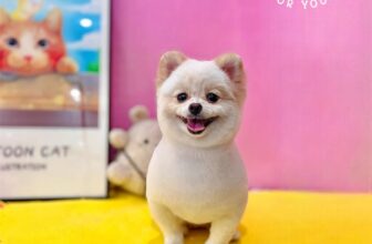 [🆕🇻🇳] DOCA’S HOUSE 🐶🦜 Top1Pets 🐱🐠 Model: BôngDOCA’S HOUSE – Dịch vụ thú cưng
– Tắm, vệ sinh, cắt tỉa
– Thú y và Pet shop
– Khách sạn thú cưng
Đc: 67 Hùng Vương, Vĩnh Thanh Vân, Tp Rạch Gi , shares-0✔️ , likes-3❤️️ , date-2025-07-08 23:00:13🐶🐱🇻🇳🇻🇳🇻🇳📰🆕