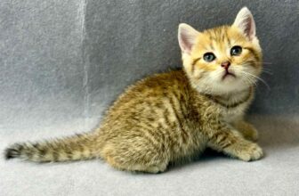 [🆕🇻🇳] 𝐍𝐀𝐎𝐌𝐈 𝐏𝐄𝐓 𝐒𝐇𝐎𝐏 – Dịch Vụ Thú Cưng, Bà Rịa 🐶🦜 Top1Pets 🐱🐠  Meow meow meow các bé mèo cute đồng giá 1tr5/bé sẵn tại shop ạ𝐍𝐀𝐎𝐌𝐈 𝐏𝐄𝐓 𝐒𝐇𝐎𝐏 – 𝐃𝐢̣𝐜𝐡 𝐕𝐮̣ 𝐓𝐡𝐮́ 𝐂𝐮̛𝐧𝐠𝐏𝐞𝐭 𝐒𝐡𝐨𝐩, 𝐏𝐞𝐭 𝐆𝐫𝐨𝐨𝐦𝐢𝐧𝐠, 𝐏𝐞𝐭 𝐒𝐩𝐚, 𝐏𝐞𝐭 𝐇𝐨𝐭𝐞𝐥𝐂𝐡𝐮𝐲 , shares-0✔️ , likes-0❤️️ , date-2025-07-10 05:39:21🐶🐱🇻🇳🇻🇳🇻🇳📰🆕