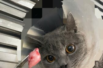 [🆕🇻🇳] Phòng Khám Thú Y Thuận Phát Vet 🐶🦜 Top1Pets 🐱🐠 Biểu cảm trạng thái được hái cà tại Vet Khám Thú Y Thuận Phát Phòng
486 Tô Ký, phường Tân Chánh Hiệp Quận 12
Nhanh tay đặt lịch hotline/ zalo 0836864585
, shares-0✔️ , likes-0❤️️ , date-2025-07-10 18:49:34🐶🐱🇻🇳🇻🇳🇻🇳📰🆕