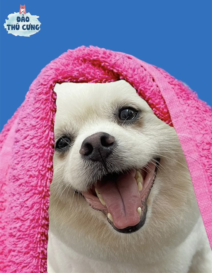 [🆕🇻🇳] Đảo Thú Cưng – Pet Spa 161 Nguyễn Văn Khối, p11, Gò Vấp 🐶🦜 Top1Pets 🐱🐠  “Ủa? Spa xong là phải cute như này luôn á?”
Mấy bé nhà mình tắm xong là auto “Dogg sang chảnh” nha!
, shares-0✔️ , likes-4❤️️ , date-2025-07-18 16:00:03🐶🐱🇻🇳🇻🇳🇻🇳📰🆕