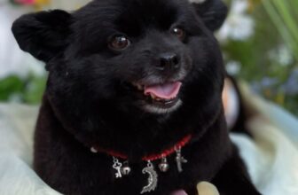 [🆕🇻🇳] JOLLY PET 🐶🦜 Top1Pets 🐱🐠 #Black #JollyPet #petshop #petspa #petgrooming #petcare #pethotel #pet #pomeranian , shares-0✔️ , likes-0❤️️ , date-2025-07-11 16:00:51🐶🐱🇻🇳🇻🇳🇻🇳📰🆕