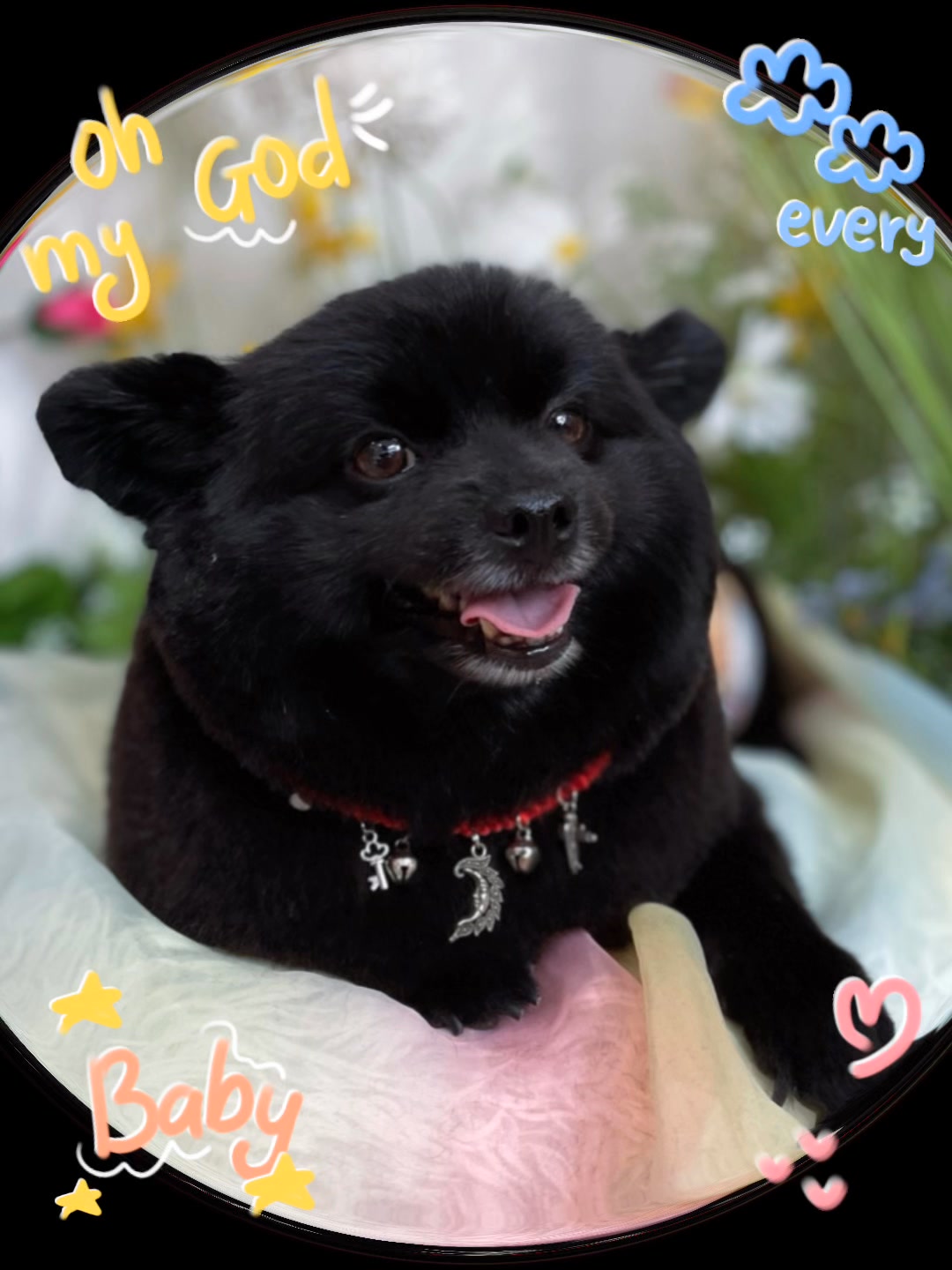 [🆕🇻🇳] Pet Station VN 🐶🦜 Top1Pets 🐱🐠  Chở “boss” đi dạo, đừng để thành… tai nạn!Gần đây có nhiều trường hợp bị công an “tuýt còi” vì chở chó mèo không có dây ràng hoặc không để trong túi/ba , shares-0✔️ , likes-1❤️️ , date-2025-07-08 22:47:17🐶🐱🇻🇳🇻🇳🇻🇳📰🆕