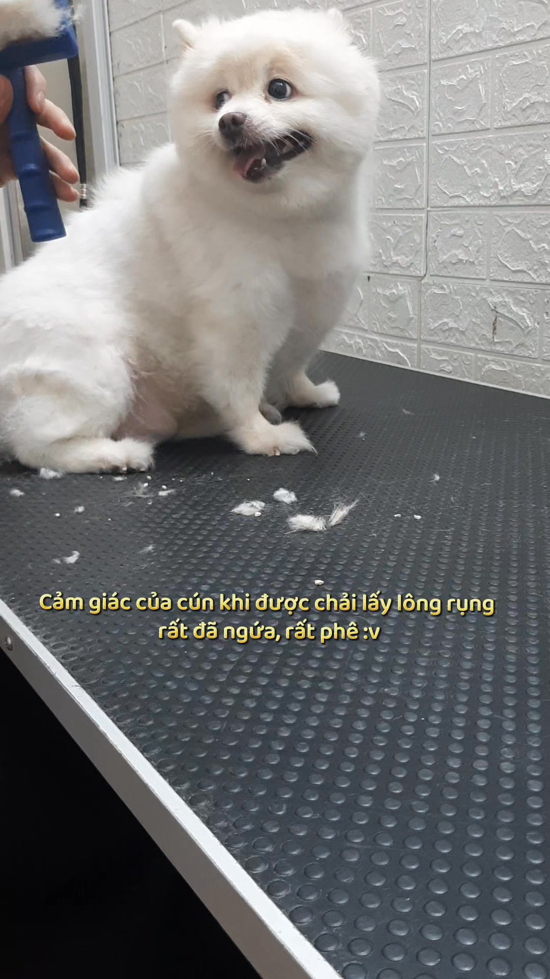 [🆕🇻🇳] TÔM PET GROOMING – Tiệm Làm Đẹp Thú Cưng Tại Huế 🐶🦜 Top1Pets 🐱🐠 Cảm giác của chiếc cún được giải phóng khỏi sự bức bí của lớp lông rụng bện trên người nó đã gì đâu———————————–
• Tắm – cạo – nhu , shares-0✔️ , likes-0❤️️ , date-2025-07-14 23:08:35🐶🐱🇻🇳🇻🇳🇻🇳📰🆕