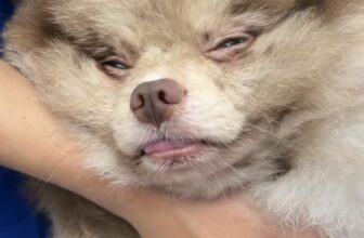 [🆕🇻🇳] Phòng Khám Thú Y Home Pet Care – Cơ sở Quận 7 🐶🦜 Top1Pets 🐱🐠 \ud83d\udc36 TINH HO\u00c0N \u1ea8N – C\u00d3 C\u1ea6N PH\u1ea2I TRI\u1ec6T S\u1ea2N \ud83c\udf73\n\n\ud83d\udd0e T\u00ecnh tr\u1ea1ng tinh ho\u00e0n \u1ea , shares-0✔️ , likes-0❤️️ , date-2025-07-13 17:01:00🐶🐱🇻🇳🇻🇳🇻🇳📰🆕