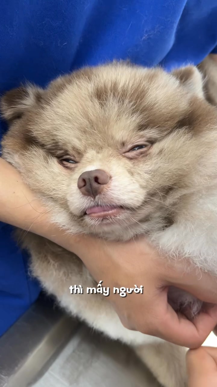 [🆕🇻🇳] Phòng Khám Thú Y Home Pet Care – Cơ sở Quận 7 🐶🦜 Top1Pets 🐱🐠 ud83dudc36 TINH HOu00c0N u1ea8N – Cu00d3 Cu1ea6N PHu1ea2I TRIu1ec6T Su1ea2N ud83cudf73nnud83dudd0e Tu00ecnh tru1ea1ng tinh hou00e0n u1ea , shares-0✔️ , likes-0❤️️ , date-2025-07-13 17:01:00🐶🐱🇻🇳🇻🇳🇻🇳📰🆕