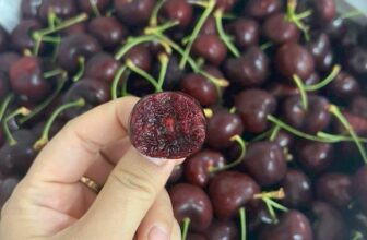 [🆕🇻🇳] TH Fruit – Chuyên Trái Cây Nhập Khẩu Cao Cấp 🍔 Top1Food  🍜 Siêu Phẩm 𝐂𝐇𝐄𝐑𝐑𝐘 𝐌𝐘̃ vừa về – Tự tin GIÒN RỤP, Ngọt ngon khó cưỡngHôm nay Em về lô Cherry ngọt hơn đường luôn Khách Yêu ạ. Quả nào quả nấy căng đét luôn , shares-0✔️ , likes-5❤️️ , date-2025-07-16 23:19:55🇻🇳🇻🇳🇻🇳📰🆕