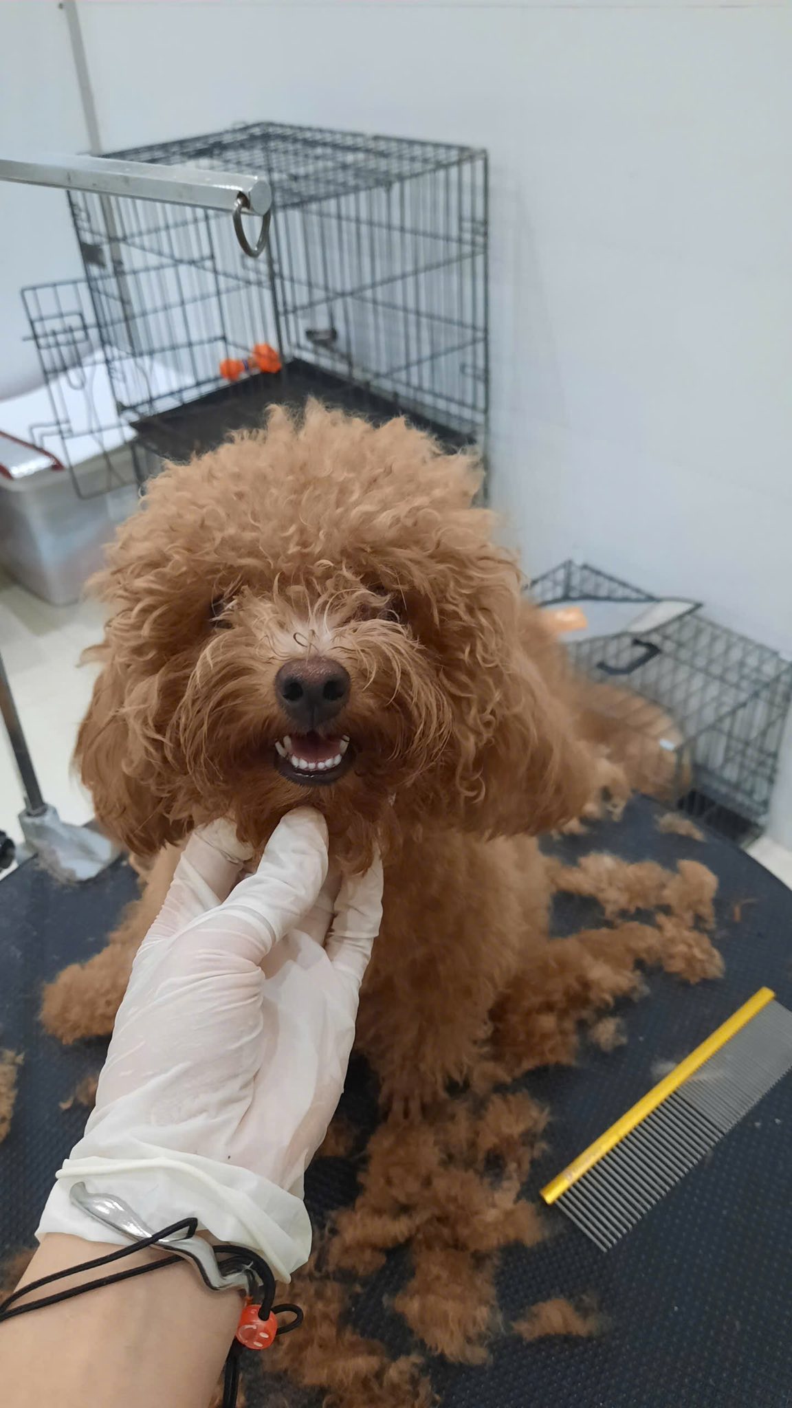 [🆕🇻🇳] LynLyn Pet shop – Dịch vụ thú cưng rẻ nhất Đà Nẵng  🐶🦜 Top1Pets 🐱🐠 Soang, sáng, mịn hẳn nha! Khác bọt lun nè!
LynLyn Pet
8h – 22h
CS1: 106 Nguyễn Đình Tứ – Cẩm Lệ – ĐN
Hotline: 0976.081.445
CS2: 335 Tôn Đản – Cẩm Lệ – , shares-0✔️ , likes-9❤️️ , date-2025-07-17 22:31:26🐶🐱🇻🇳🇻🇳🇻🇳📰🆕