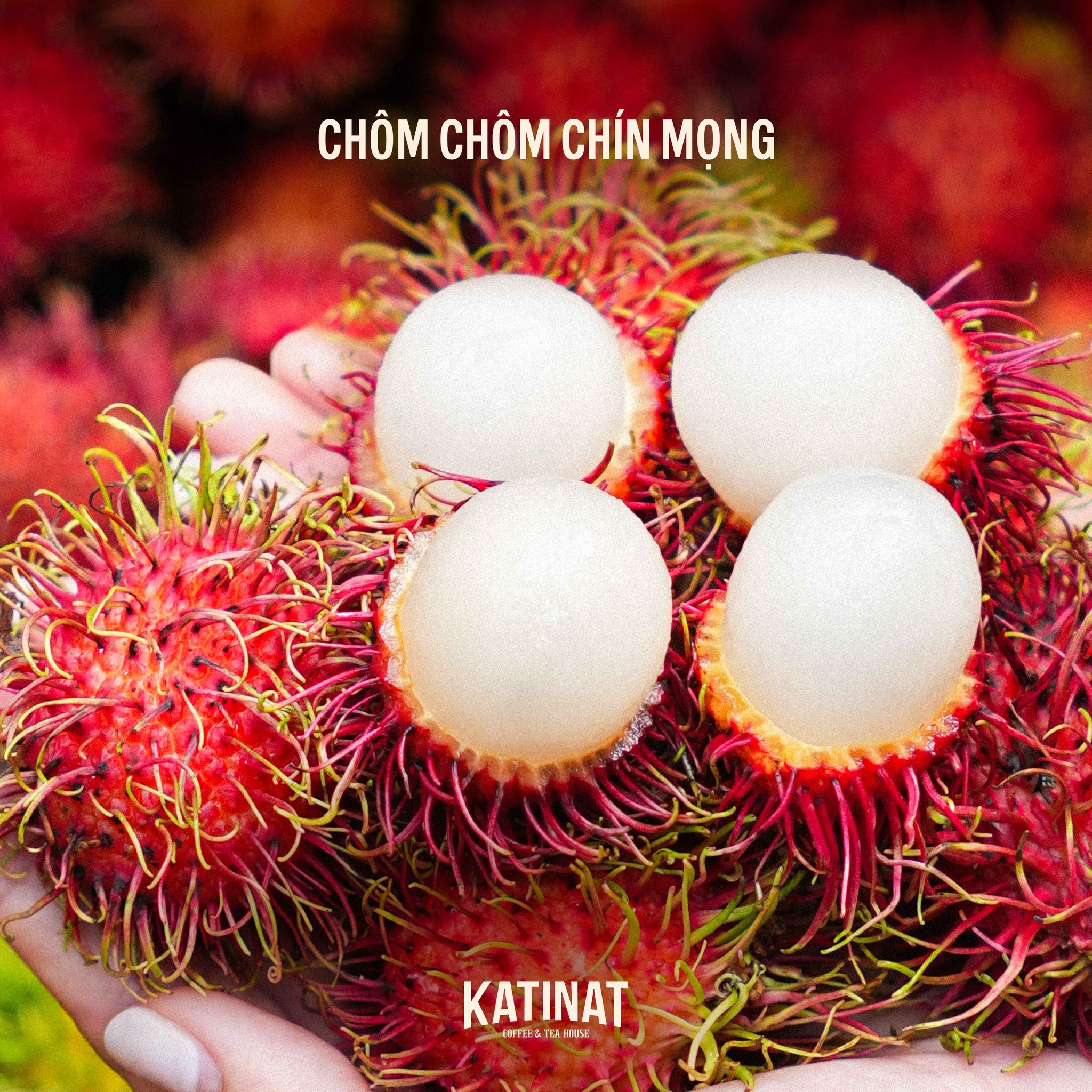 [🆕🇻🇳] Top1Vietnam ♥️️ Trà Sữa Chôm Chôm trứ danh đã “đủ đầy” mời đoàn mình ghé KATINAT thưởng thức. Nơi những mùa bội thu chín mọng, từng trái Chôm Chôm chất lượng, ngọt thanh h , shares-6✔️ , likes-211❤️️ , date-2025-07-16 17:00:14🇻🇳🇻🇳🇻🇳📰🆕