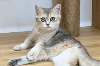 [🆕🇻🇳] VuiPet- Cung cấp dịch vụ chăm sóc thú cưng cao cấp 🐶🦜 Top1Pets 🐱🐠 Đến hẹn lại lên…
Meme của nhà trẻ VuiPet đến rồi đâySen có hình nào thú vị của boss thì cmt cho VuiPet xem với nhee—-
VUIPET | Muốn Vui – Nuôi Pet , shares-0✔️ , likes-5❤️️ , date-2025-07-16 17:30:04🐶🐱🇻🇳🇻🇳🇻🇳📰🆕