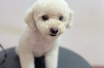 [🆕🇻🇳] Nấm Pet – Spa & Dịch Vụ Thú Cưng Tp Thái Bình 🐶🦜 Top1Pets 🐱🐠  SPA THÚ CƯNG – SALE CUỐI TUẦNThứ 7 & Chủ nhật:
Giảm 10% tất cả dịch vụ spa
Tặng tẩy giun miễn phí cho bossGồm: Tắm – Cắt móng – Vệ sinh tai – Ch , shares-0✔️ , likes-2❤️️ , date-2025-07-12 21:47:57🐶🐱🇻🇳🇻🇳🇻🇳📰🆕