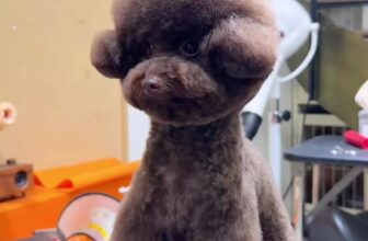 [🆕🇻🇳] Beauty Pet Milk Mập 🐶🦜 Top1Pets 🐱🐠 Shop ơi muốn cắt cho bé mặc áo  #cắttialongthucung #beautypet #quan4 , shares-0✔️ , likes-0❤️️ , date-2025-07-13 04:30:54🐶🐱🇻🇳🇻🇳🇻🇳📰🆕