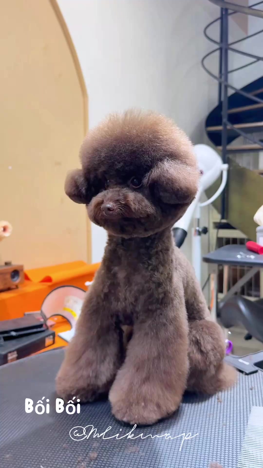 [🆕🇻🇳] Nấm Pet – Spa & Dịch Vụ Thú Cưng Tp Thái Bình 🐶🦜 Top1Pets 🐱🐠  SPA THÚ CƯNG – SALE CUỐI TUẦNThứ 7 & Chủ nhật:
Giảm 10% tất cả dịch vụ spa
Tặng tẩy giun miễn phí cho bossGồm: Tắm – Cắt móng – Vệ sinh tai – Ch , shares-0✔️ , likes-2❤️️ , date-2025-07-12 21:47:57🐶🐱🇻🇳🇻🇳🇻🇳📰🆕