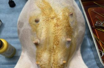 [🆕🇻🇳] Dịch vụ thú y tại nhà 24h Đà Nẵng HomePet 🐶🦜 Top1Pets 🐱🐠  𝗖𝗮̂́𝗽 𝗰𝘂̛́𝘂 𝗺𝗼̂̉ đ𝗲̉ 𝘁𝗵𝗮̀𝗻𝗵 𝗰𝗼̂𝗻𝗴 𝗰𝗵𝗼 𝗯𝗲́ 𝗰𝘂́𝗻 𝗫𝘂𝗸𝗮
Nay làm mẹ của 5 bé rồi, ca mổ được xử lý lúc 1h sáng tại Home Pet, mẹ tròn con vuông ạ
_____________ , shares-0✔️ , likes-2❤️️ , date-2025-07-16 18:40:13🐶🐱🇻🇳🇻🇳🇻🇳📰🆕